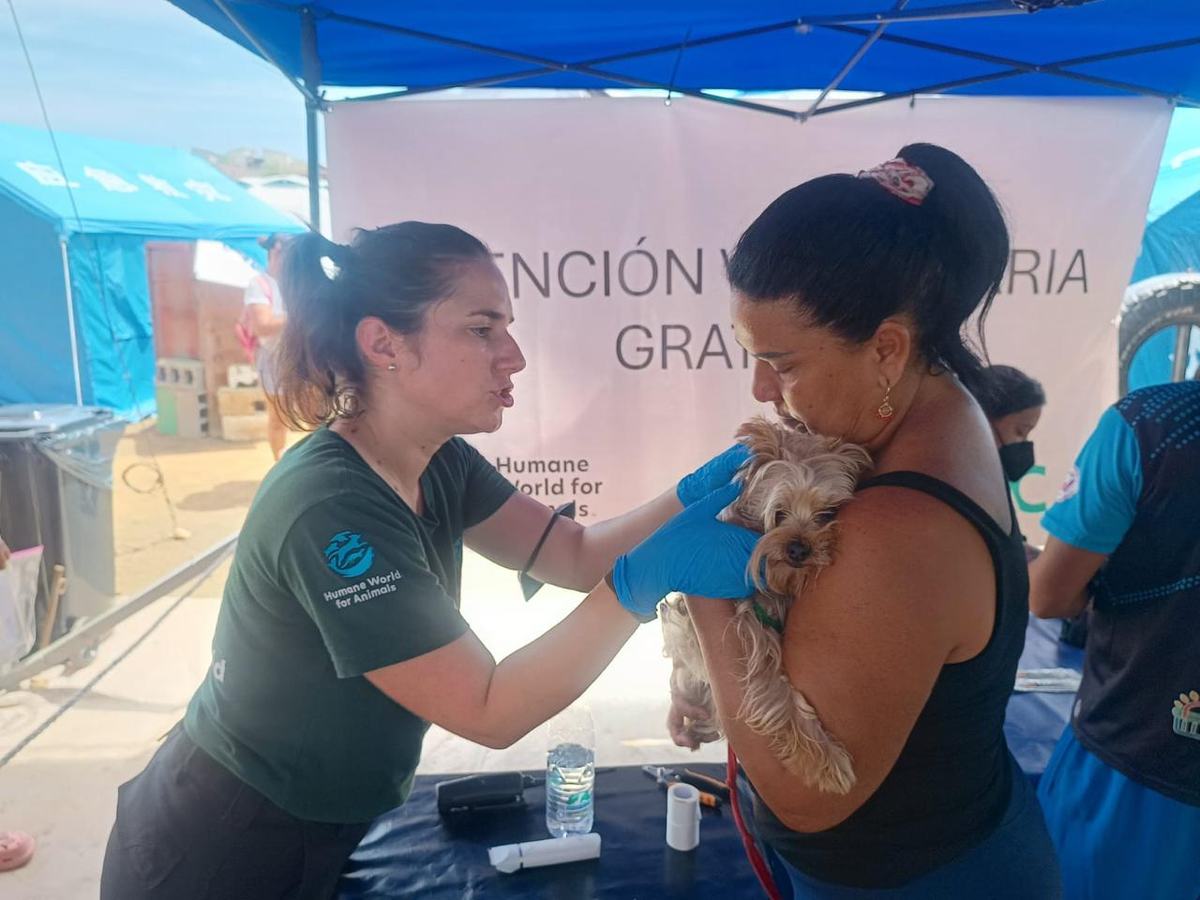 Veterinaria de Humane World for Animals atiende a un perro en un módulo de atención veterinaria gratuita en Venezuela