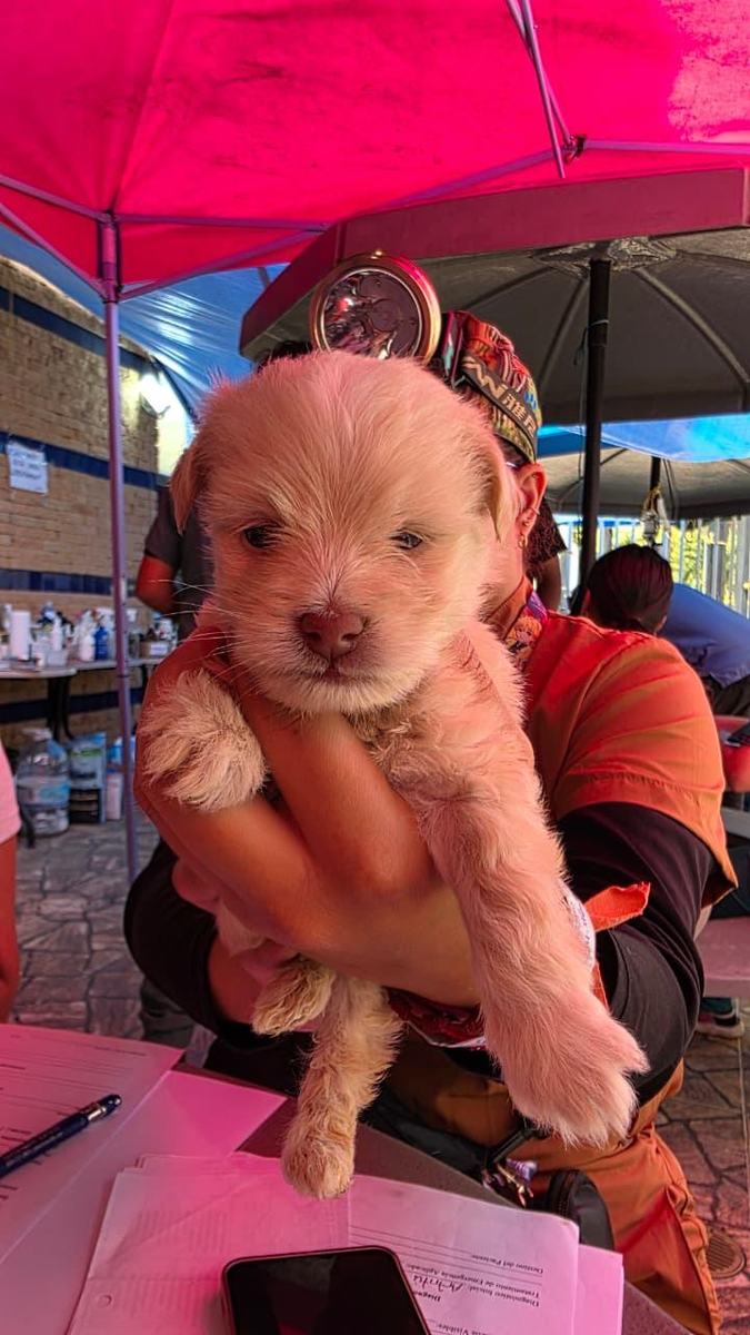 Una persona sostiene a un cachorro durante la jornada de atención veterinaria