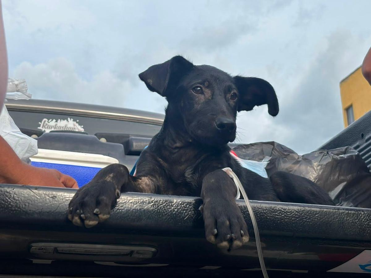 Un perro negro asoma desde la caja de una camioneta