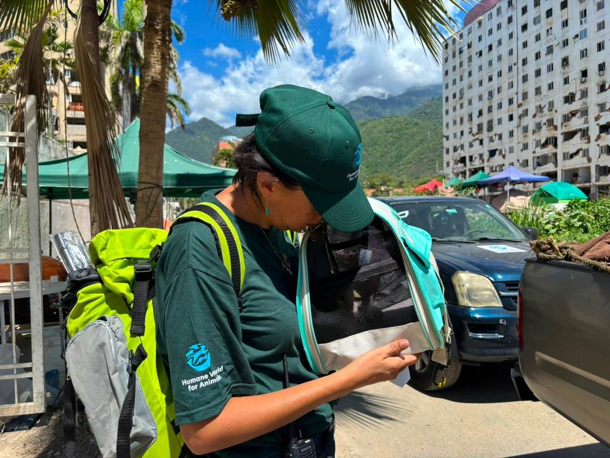 Veterinaria de Humane World for Animals revisa a un perro en un campamento